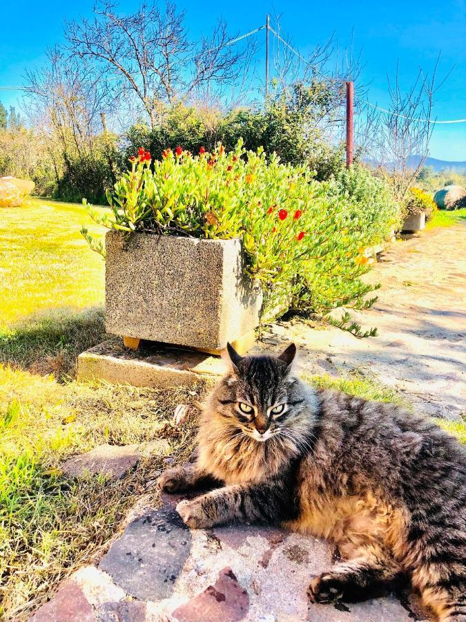 Agriturismo Il Paradiso Iglesias Eksteriør bilde